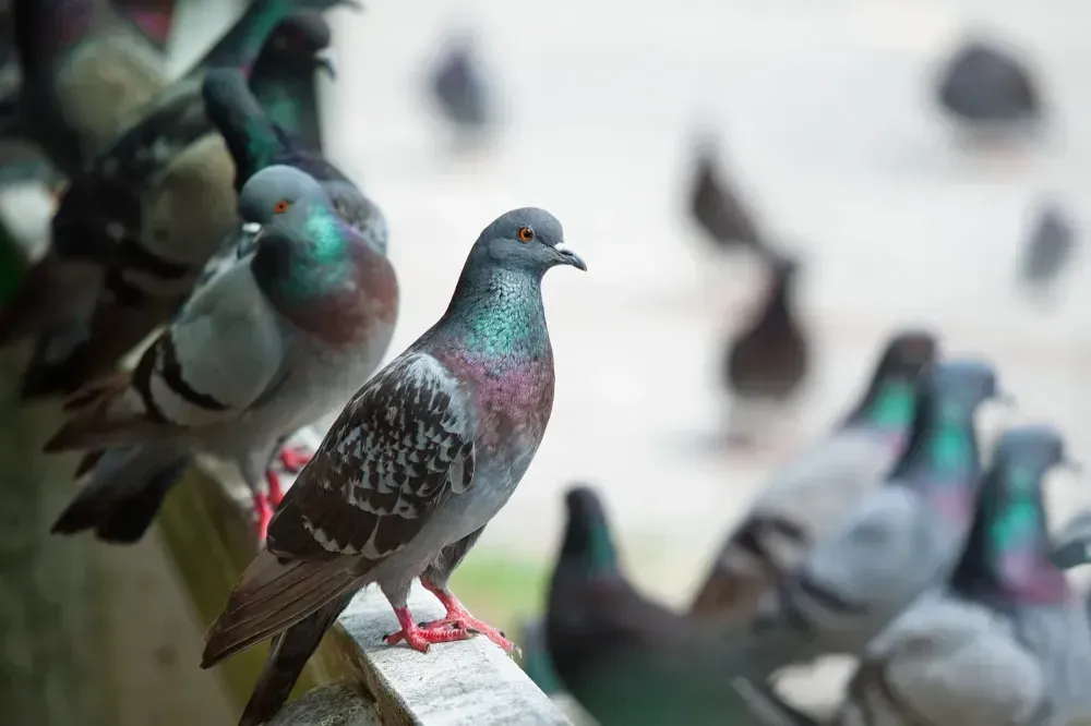 pigeons