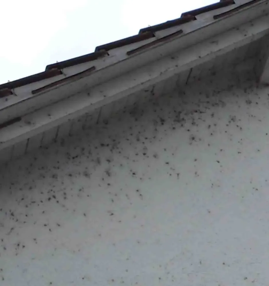 Araignée de façade